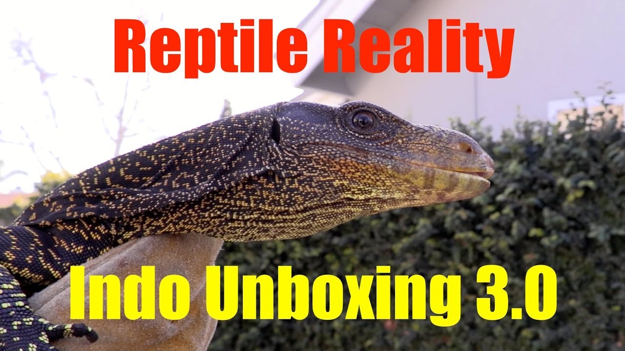 Reptile RealityIndo Unboxing 3.0 YouTube