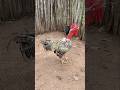 Meu carijó caipira cantando esse é meu carijó 😯🐓😱🤠