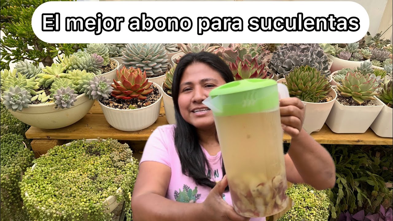 EL MEJOR ABONO NATURAL PARA SUCULENTAS Así crecen  más rápido
