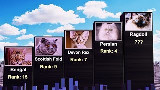Most Popular Cat Breeds (Ranking)