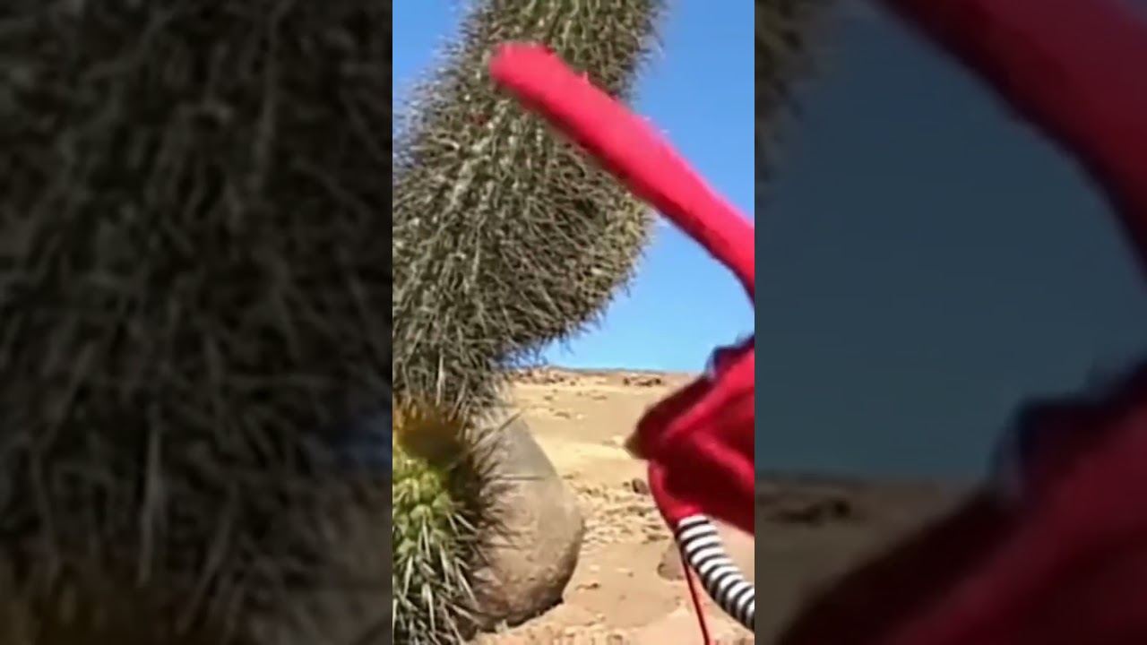 Puppet touches cactus meme 