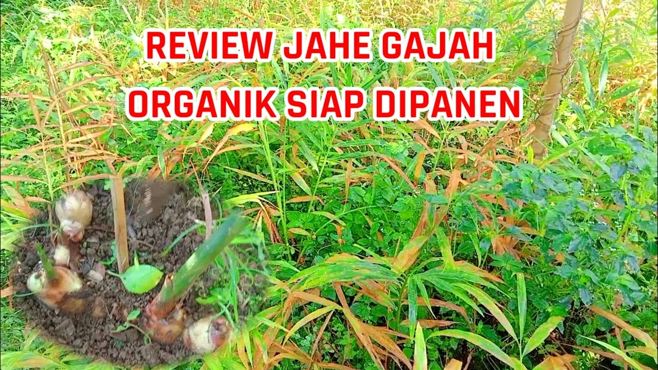 jahe gajah organik siap panen YouTube