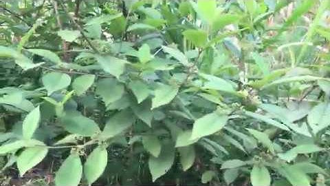 chữa bệnh động kinh co giật khỏi hoàn toàn bằng dược liệu nam. 0961161492