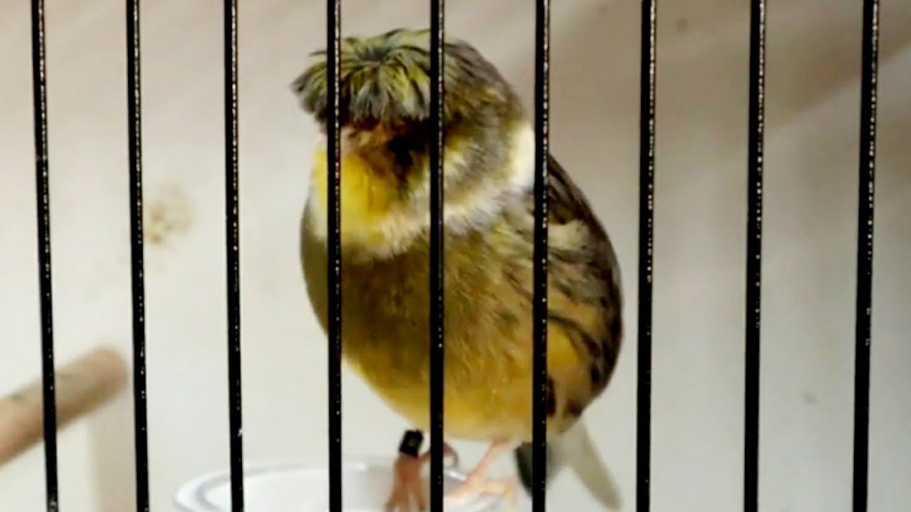 Самое Красивое И Мощное Канареечное Пение / Для Всех Канареек