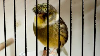 Gloster Kanarya Sesi Ve Ötüşü Kanarya Huylandırma Kanarya Kızıştırma