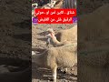 شناق كاين ثمن أو حولي رقيق غلى من الغليض