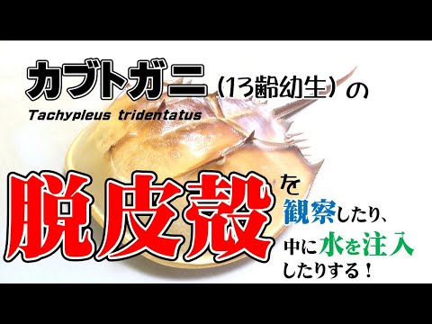カブトガニの脱皮殻を観察したり、中に水を注入したりする動画