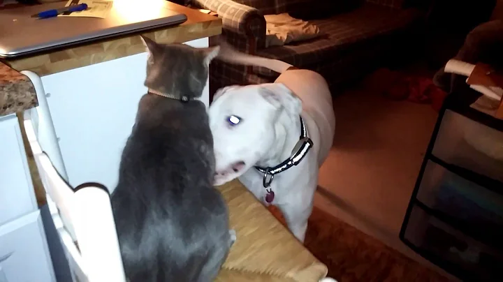Dangerous animals