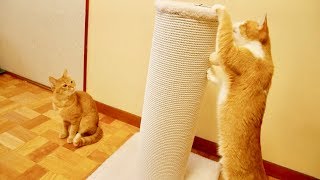 猫の爪とぎ極太ポールがやってきた！