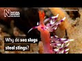 Why do sea slugs steal stings? | Natural History Museum