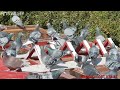Flying racing pigeons  pets valley  racer pigeon  racing kabootar  racer kabutar