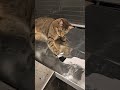 That was an epic fail 😹😹 #cats #tabbycats #naughtycats #catfluencer