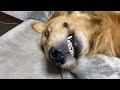 大型犬の躾を誤るとこのように手が付けられなくなってしまいます