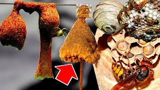 10 УДИВИТЕЛЬНЫХ ДОМИКОВ ЖИВОТНЫХ И КАК ОНИ УСТРОЕНЫ 10 УДИВИТЕЛЬНЫХ ДОМИКОВ ЖИВОТНЫХ И КАК ОНИ УСТРОЕНЫ