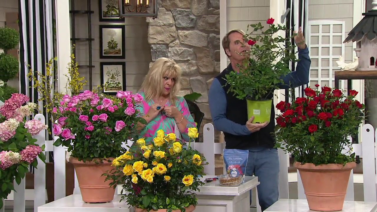 Phillip Watson Designs 1Piece Knockout Rose on QVC YouTube