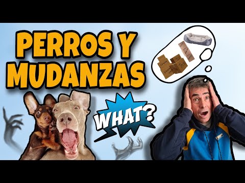 Video: ¿Cuánto tiempo se tarda en adaptarse a la mudanza?