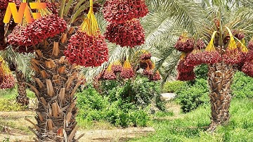 How To Dates Farming And Dates Harvesting Technology | Dates Chocolate Factory |  Modern Farm:➤# 37