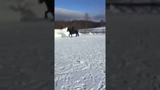 Download Lagu Försäljnings häst stjarna från snubberöd MP3