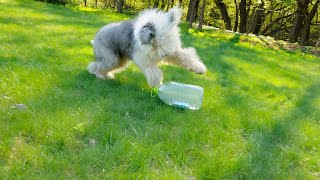 Can Old English Sheepdogs Travel on Airplanes? | Tips for a StressFree Journey