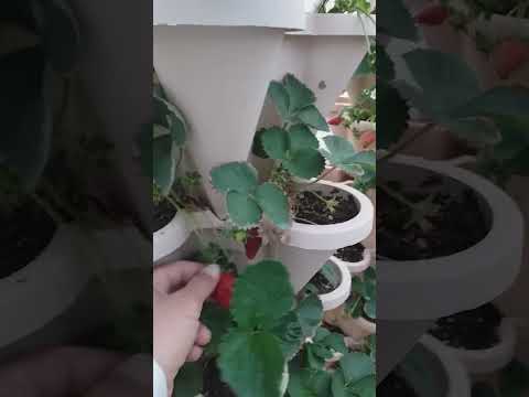 مشتل الفراولة العلا