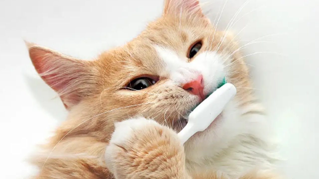Purring electric toothbrush for cats by ForCatCare Review YouTube