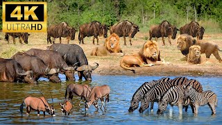 4K African Animals: Gombe Stream National Park - Scenic Wildlife Film With African Music