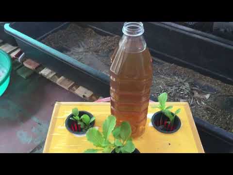 Video Phần 4: ƯU ĐIỂM VƯỢT TRỘI CỦA THỦY CANH HỮU CƠ SO VỚI... - youtube