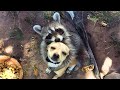 Raccoon  do they make good pets  1 minute animals