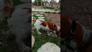 Don't miss funny dog can't stop sneezing  #dog #springerspaniel #welshspringerspaniel