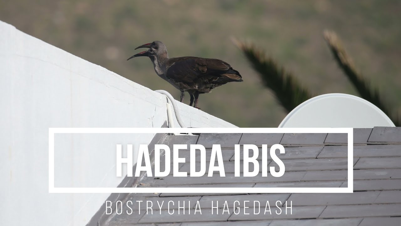 Hadada ibis (Bostrychia hagedash) | Making Africa Heard Sound Library