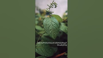 أَمَّن يُجِيبُ ٱلۡمُضۡطَرَّ | تلاوة تملأ القلب باليقين من سورة النمل
