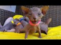 ADORABLE SPHYNX KITTENS 💞 Time Lapse of 1 Month in 8 Minutes