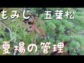 五葉松　もみじ夏場の管理（盆栽・初心者の方向け）