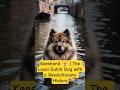 Keeshond 🐶 | The Loyal Dutch Dog with a Revolutionary History