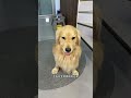 In the dead of winter don t frequently wash your dog with water as it s very easy to catch