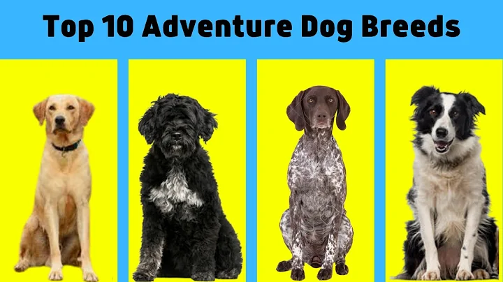 Top 10 Adventure Dog Breeds