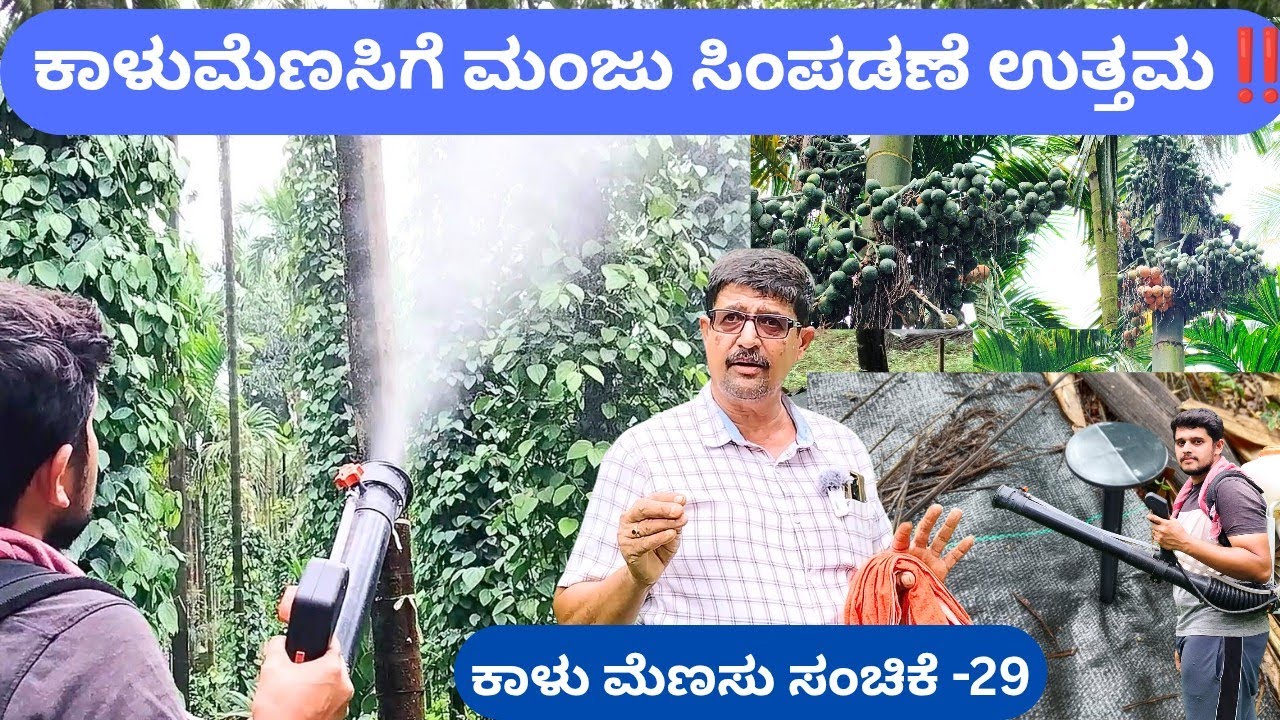 ಕಾಳು ಮೆಣಸು ನೆಡುವ ಜೊತೆಗೆ ಹೀಗೆ ಮಾಡಿ‼️ಸೂಕ್ಷ್ಮ ಪೋಷಕಾಂಶಗಳು  ಮೆಣಸಿನ ಎಲೆಗಳಿಗೆ ಬೀಳಬೇಕು @ಅರವಿಂದ ಭಟ್