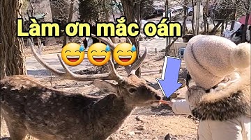 Làm ơn mắc oán, cho nó ăn còn bị nó húc 😅😅😅 | Động Vật Hài Hước.