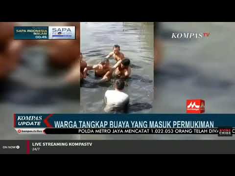 WARGA TANGKAP BUAYA YANG MASUK KE PERMUKIMAN WARGA