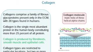 Cytology-[Chapter 11 -The extracellular matrix and cell interactions] - Noor Almanaseer