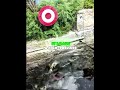 ​Meet Nature’s Elite Underwater Sniper! 🎯  #ArcherFish #Nature #Wildlife #Physics #Sniper