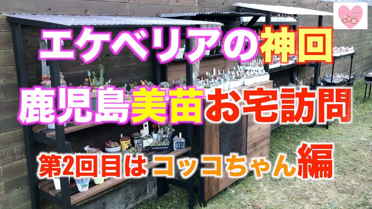 【多肉訪問】エケベリアの神回‼︎鹿児島美苗お宅訪問〜第2回目はコッコちゃん編〜
