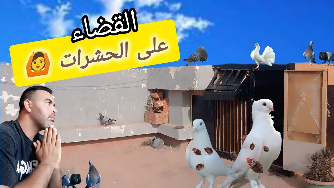 تنظيف السجنة الحمام من الحشرات في موسم الصيف 🙆