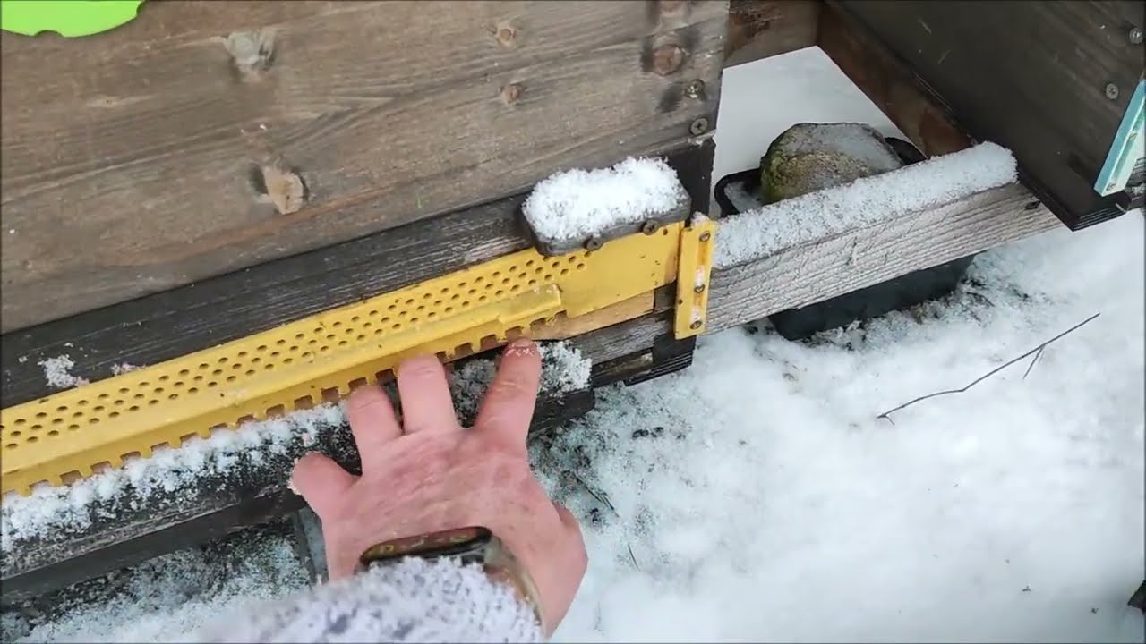 Pohled do včel v zimě, kontroly včelstev, vymetení mrtvolek (přirozených) včel, kontrola spadu Měli.