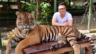 My Day At Tiger Kingdom Phuket Thailand