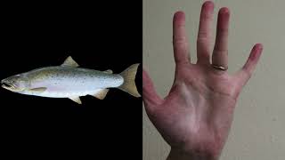 Salmon Biology: Watershed Discovery Kit