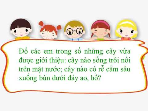 TNXH: Một số loài cây sống trên cạn. Một số loài cây sống dưới nước