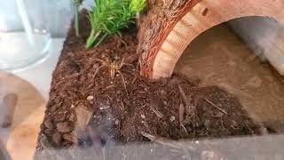 Wolf Spider hunting a cricket