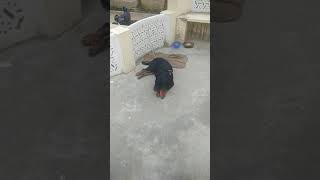 Panther Rottweiler Eating Carrut