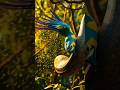 Brutal Fight: Parrot Vs Snake#birds #nest#aishorts #nature #animalattack